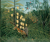 In a Tropical Forest: Struggle between Tiger and Bull - Canvas Prints
