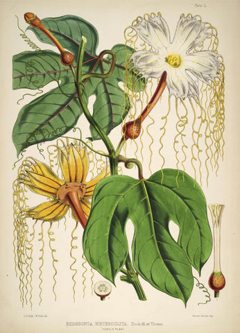 Hodgsonia heteroclita - Vintage Himalayan Botanical Illustration Art Print - 1855 - Life Size Posters by Stella