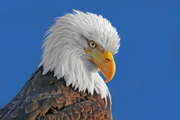 How's Down There - Canvas Prints