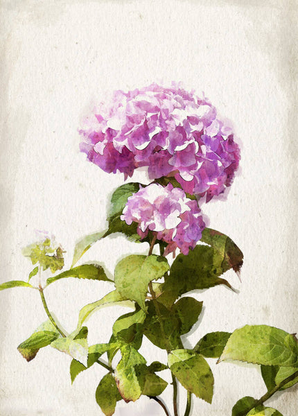 Hydrangea - Tallenge Floral Painting - Canvas Prints