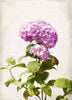 Hydrangea - Tallenge Floral Painting - Large Art Prints