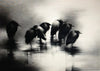 Crows - Framed Prints