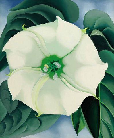 Jimson Weed, White Flower No 1 - Large Art Prints