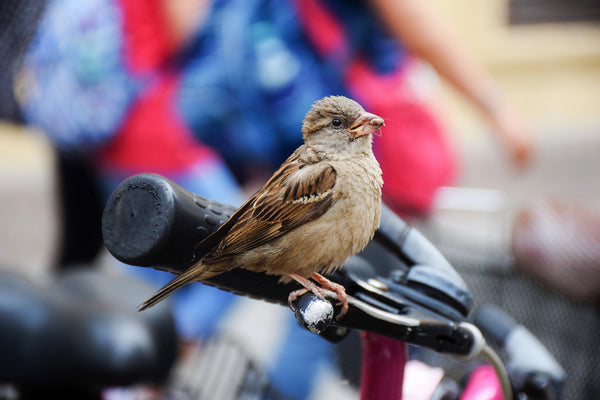 Urban Sparrow Taking A Little Bite - Framed Prints