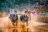 Kambala - The Annual Buffalo Race In Mangaluru - India Photo Art - Posters