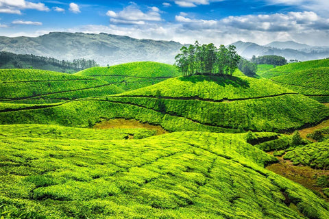 Kerala Coffee Plantations - Life Size Posters