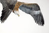 Kite In Flight - Hyperrealistic Painting - Bird Wildlife Art Print Poster - Life Size Posters