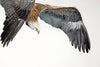 Kite In Flight - Hyperrealistic Painting - Bird Wildlife Art Print Poster - Large Art Prints