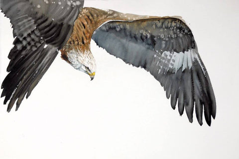Kite In Flight - Hyperrealistic Painting - Bird Wildlife Art Print Poster - Framed Prints