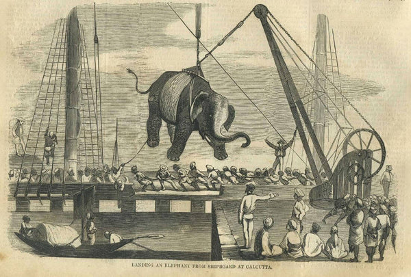 Landing an elephant from shipboard at Calcutta - Harpers Weekly 1858 - Engraving - Framed Prints