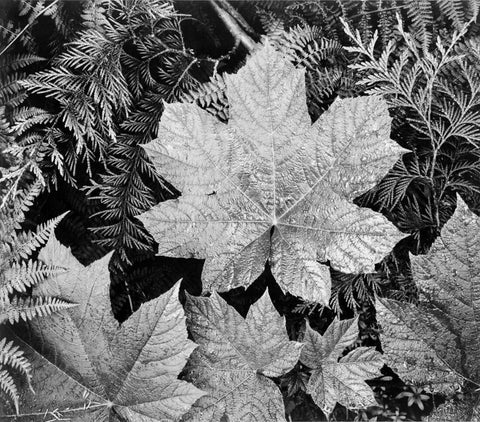 Leaves In Glacier National Park - Ansel Adams - American Landscape Photograph - Large Art Prints by Ansel Adams