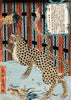 Leopard - Framed Prints