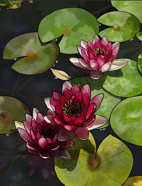 Lotus Blooms - Framed Prints