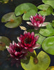 Lotus Blooms - Framed Prints