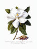 Magnolia - Art Prints