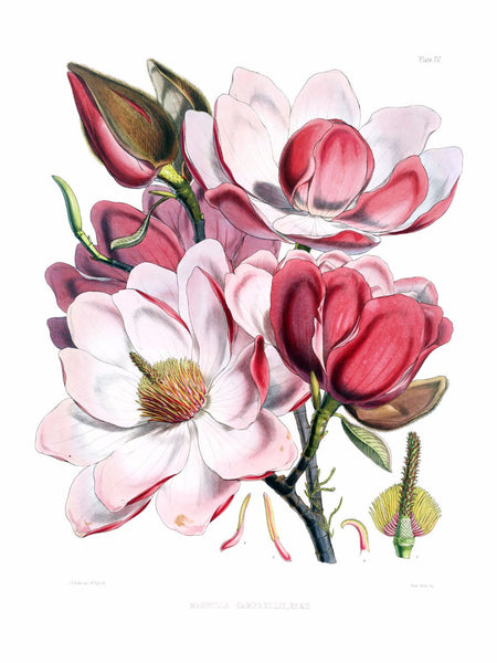 Magnolia campbellii flowers - Canvas Prints