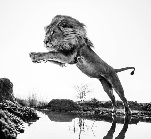 Majestic Lion - Wildlife Collection by Christopher Noel