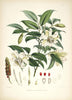 Michelia Cathcarti - Vintage Himalayan Botanical Illustration Art Print - 1855 - Life Size Posters