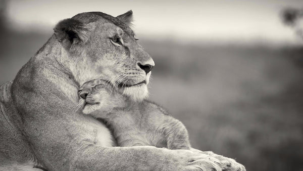 Mothers Love - Posters