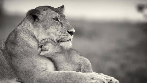 Mothers Love by Sherly David