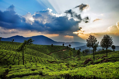 Munnar Tea Plantations - Large Art Prints by Terry Griffin