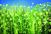 Mustard Field - Posters