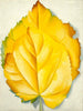 Yellow Leaves - Georgia Keeffe - Framed Prints