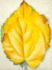 Yellow Leaves - Georgia Keeffe - Large Art Prints