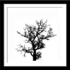 Trees In Silhouette - Silhouettes - Set Of 4 Framed Digital Print With Matte And Glass (24 x 24 inches) each