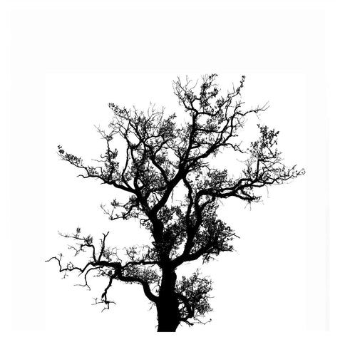 Old Tree In Silhouette by Henry