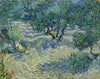 Olive Orchard - Art Prints