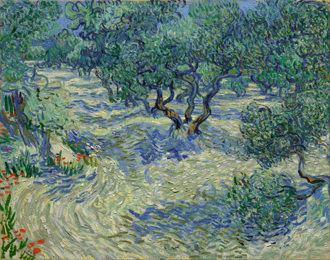 Olive Orchard - Large Art Prints by Vincent Van Gogh