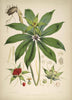 Paris Polyphylla - Vintage Himalayan Botanical Illustration Art Print - 1855 - Art Prints