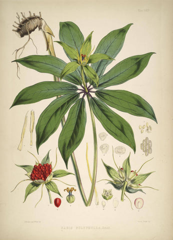 Paris Polyphylla - Vintage Himalayan Botanical Illustration Art Print - 1855 - Life Size Posters by Stella