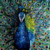 Peacock - Canvas Prints
