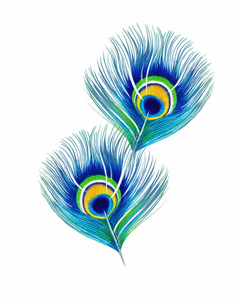 Peacock Feathers - Art Prints