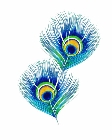 Peacock Feathers - Canvas Prints