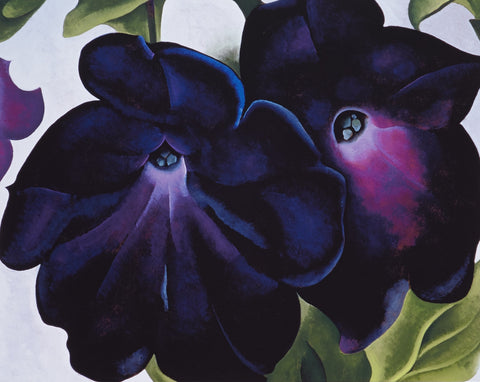 Petunias - Art Prints