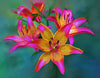 Pink Lilies in a Garden - Canvas Prints