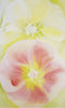 Pink And Yellow Hollyhocks - Posters