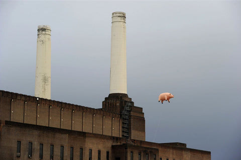Pink Floyd - Flying Pig Algie - Canvas Prints