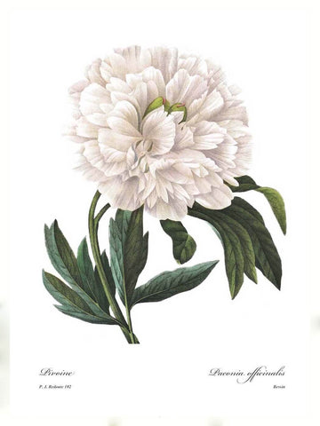Pivoine (Paeonia Officinalis) - Posters by Pierre-Joseph Redoute