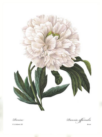 Pivoine (Paeonia Officinalis) - Canvas Prints by Pierre-Joseph Redoute