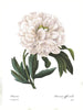 Pivoine (Paeonia Officinalis) - Large Art Prints