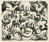 Plane Filling III - Maurits Cornelis Escher - Posters