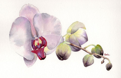 Pleasant and a Pleasing Orchid - Framed Prints by Michael Pierre