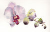 Pleasant and a Pleasing Orchid - Framed Prints