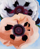 Poppies 1950 - Georgia O'Keeffe - Canvas Prints