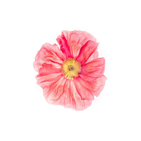 Pink Poppy Flower - Canvas Prints by Sina Irani