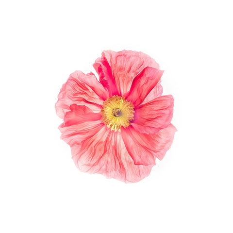 Pink Poppy Flower by Sina Irani